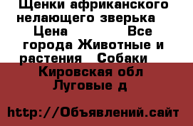 Щенки африканского нелающего зверька  › Цена ­ 35 000 - Все города Животные и растения » Собаки   . Кировская обл.,Луговые д.